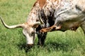 A Texas Long Horn Steer