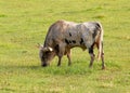 Texas long horned bull in green field