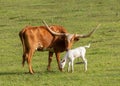 Texas long horned cow and calf