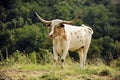 Texas Longhorn