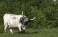 Texas Longhorn