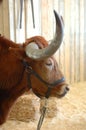 Texas Longhorn 3