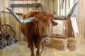 Texas Longhorn 6