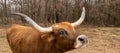 Texas Longhorn beef cattle cow in closeup with nose up