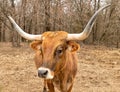 Texas Longhorn beef cattle cow in closeup portrait