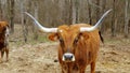 Texas Longhorn beef cow, facing camera, drops a turd of feces.