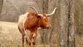 Texas Longhorn beef cow in wooded pasture, chewing the cud, or ruminating.