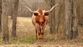 Texas Longhorn beef cow in wooded pasture, chewing the cud, or ruminating.