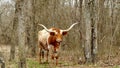 Texas Longhorn beef cow in wooded pasture, chewing the cud, rumination.