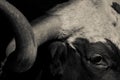 Texas Longhorn Black and White Cattle Image Royalty Free Stock Photo