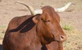 The Texas Longhorn is a breed of cattle known for its characteristic horns, Royalty Free Stock Photo