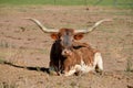 The Texas Longhorn Royalty Free Stock Photo