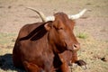 The Texas Longhorn Royalty Free Stock Photo