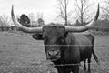 Texas Longhorn Bull Royalty Free Stock Photo