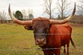 Texas Longhorn Bull