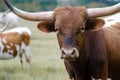 Texas longhorn bull, Driftwood Texas Royalty Free Stock Photo