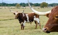 Texas longhorn bull, Driftwood Texas Royalty Free Stock Photo