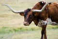 Texas longhorn bull, Driftwood Texas Royalty Free Stock Photo