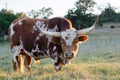 Texas longhorn bull, Driftwood Texas Royalty Free Stock Photo