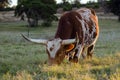 Texas longhorn bull, Driftwood Texas Royalty Free Stock Photo