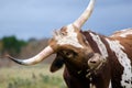 Texas longhorn bull, Driftwood Texas Royalty Free Stock Photo