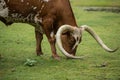 Texas longhorn bull grazing in pasture Royalty Free Stock Photo