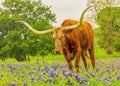 Texas Longhorn Bull poses in Texas pasture filled with bluebonnets Royalty Free Stock Photo