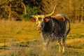 Texas Longhorn Bull standing in ranch pasture at sunset