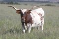 Texas Longhorn Bull Royalty Free Stock Photo