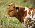 Texas Longhorn Calf Royalty Free Stock Photo