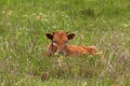 Texas Longhorn Calf Hiding in the Grasses Royalty Free Stock Photo