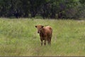 Texas Longhorn Calf in the Meadow in the Wichita Mountain Wildlife Refuge Royalty Free Stock Photo