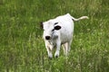 Texas Longhorn Calf in the Meadow in the Wichita Mountain Wildlife Refuge Royalty Free Stock Photo