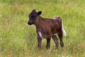 Texas Longhorn Calf in the Meadow in the Wichita Mountain Wildlife Refuge Royalty Free Stock Photo