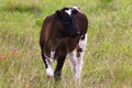 Texas Longhorn Calf in the Meadow in the Wichita Mountain Wildlife Refuge Royalty Free Stock Photo