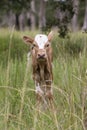 Texas longhorn calf portrait Royalty Free Stock Photo