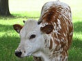 Texas Longhorn Calf Royalty Free Stock Photo