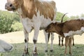 Texas Longhorn Cow with calf on farm Royalty Free Stock Photo