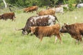 Texas Longhorn Calf Royalty Free Stock Photo