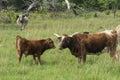 Texas Longhorn Calf Royalty Free Stock Photo