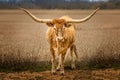 Texas Longhorn cattle standing outdoors besides a field