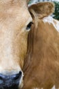 Texas Longhorn Cattle Royalty Free Stock Photo