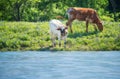 Texas longhorn cattle on bluebonnet pasture in spring Royalty Free Stock Photo