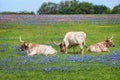 Texas longhorn cattle in bluebonnet pasture Royalty Free Stock Photo