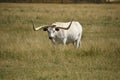 Texas longhorn cattle Royalty Free Stock Photo