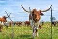 Texas longhorn cattle on spring pasture Royalty Free Stock Photo