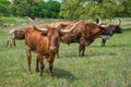 Texas longhorn cattle Royalty Free Stock Photo