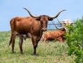 Texas Longhorn cattle Royalty Free Stock Photo