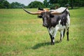 Texas longhorn grazing on pasture Royalty Free Stock Photo