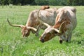 Texas Longhorn cattle Royalty Free Stock Photo